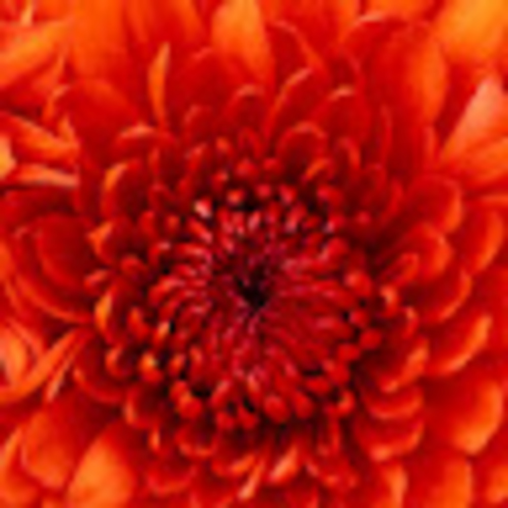 Meet your Posher, Dorothy